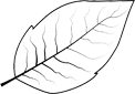 Tabakblatt-Skizze